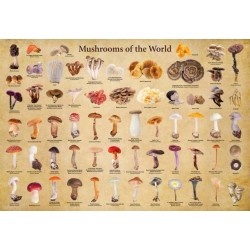 Mushrooms of the World - 1000 Piece Jigsaw Puzzle: for Adults and Families - Finished Puzzle Size 29 x 20 inch (74 x 51 cm)- A3 Sized Poster