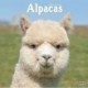 Alpacas Calendar 2024  Square Animal Wall Calendar - 16 Month