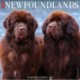 Just Newfoundlands 2024 12 X 12 Wall Calendar