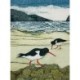 Wild Birds Pocket Notebook: Oystercatcher