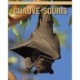 Chauve-Souris: Le Guide Essentiel Consacre a Cet Animal Extraordinaire avec des Photos Etonnantes