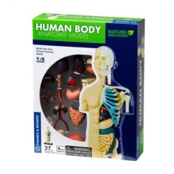 Human Body