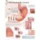 Understanding the Stomach Paper Poster