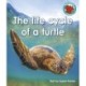 The life cycle of a turtle