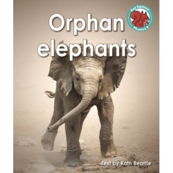 Orphan elephants