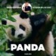 Sebastians dyrebibliotek - Panda