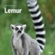 Lemur, Grøn Fagklub