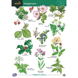 Guide to Hedgerows