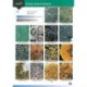 Guide to Rocky Shore Lichens