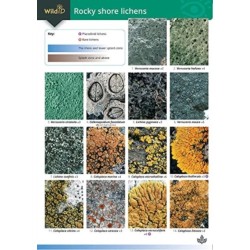 Guide to Rocky Shore Lichens