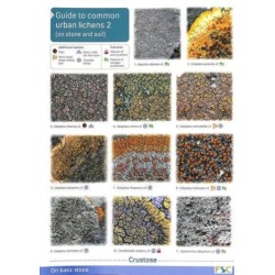 Guide to Common Urban Lichens