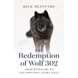 The Redemption of Wolf 302: From Renegade to Yellowstone Alpha Male