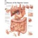 Diseases of the Digestive System Paper Poster