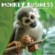 Monkey Business 2024 12 X 12 Wall Calendar