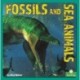 Fossils and Sea Animals