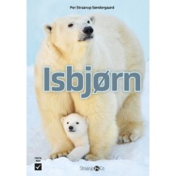 Isbjørn