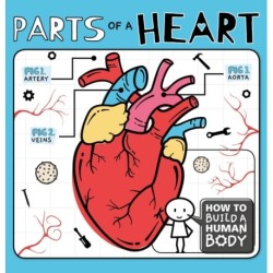 Parts of a Heart