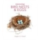 Interesting Bird Nests and Eggs