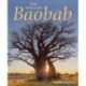 The African Baobab