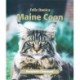 Maine Coon