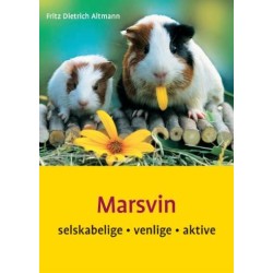 Marsvin: selskabelige, venlige, aktive