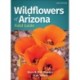 Wildflowers of Arizona Field Guide
