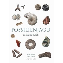 Fossilienjagd in Dänemark