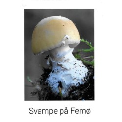 Svampe på Femø