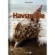 Havsnegle