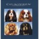 Cavalieren: cavalier King Charles spaniel