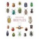 Interesting Beetles