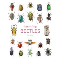 Interesting Beetles