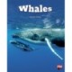 WHALES