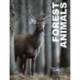 Forest Animals