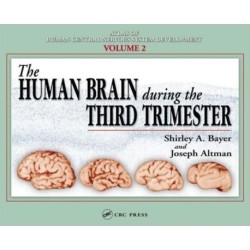 The Human Brain During the Third Trimester