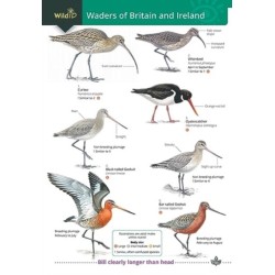 Wader of Britain and Ireland