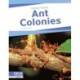 Ant Colonies