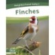 Finches