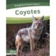 Coyotes