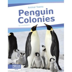 Penguin Colonies