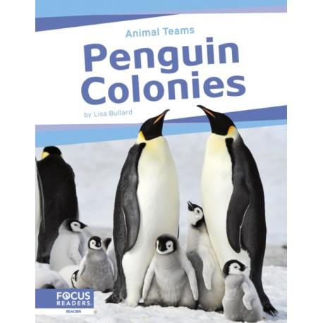 Penguin Colonies