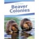 Beaver Colonies