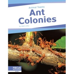 Ant Colonies