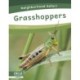 Grasshoppers