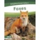 Foxes