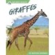 Giraffes