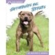 Staffordshire Bull Terriers