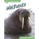 Walruses