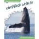 Humpback Whales