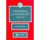 Epidermal Langerhans Cells
